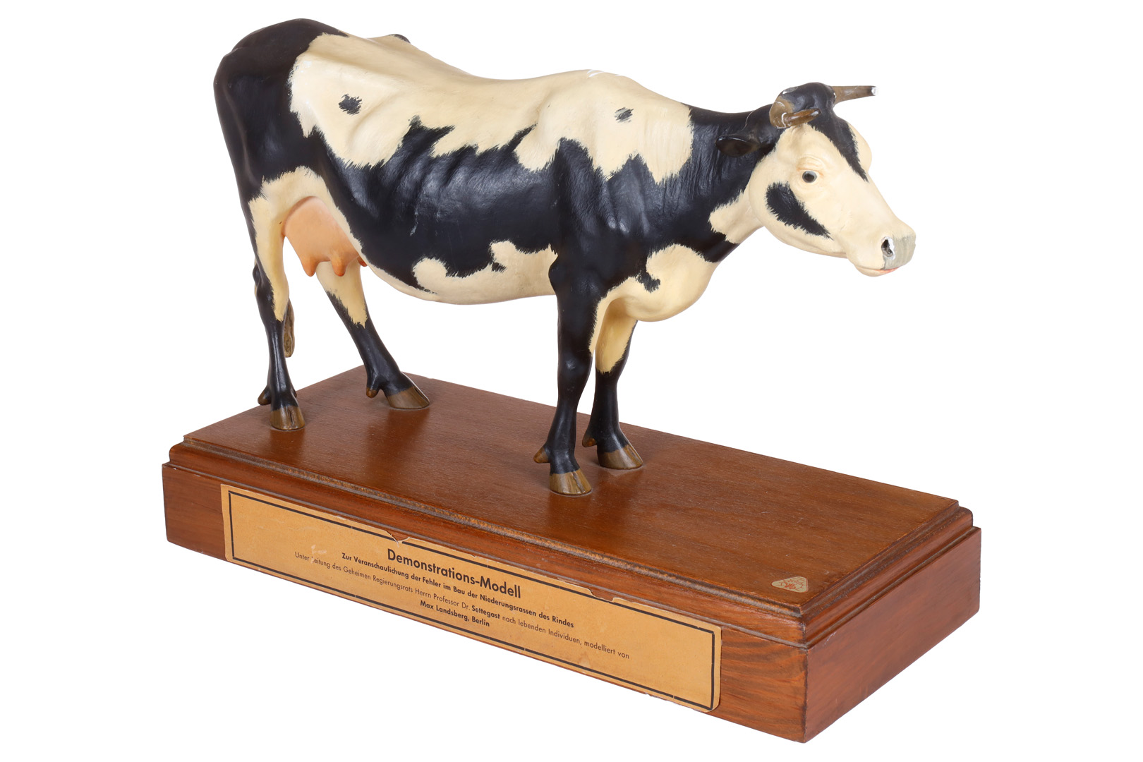 Model demonstrativ SOMSO pentru ilustrarea defectelor de conformație la rasele bovine de câmpie