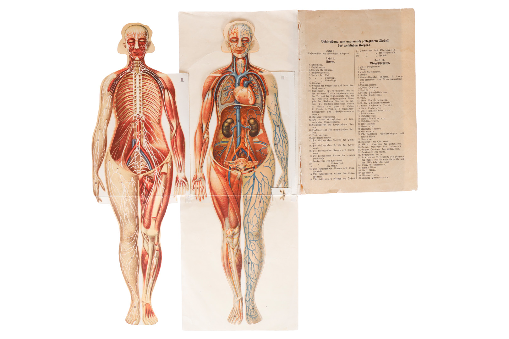 Folleto desplegable «Modelo del cuerpo femenino»