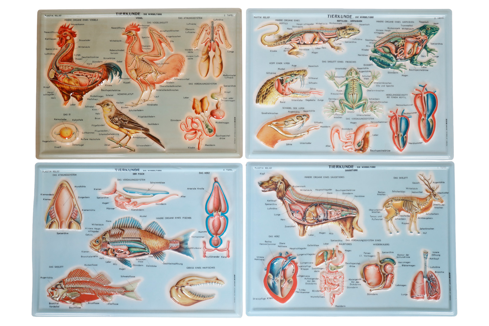 Lote de 4 mapas en relieve Rico de zoología